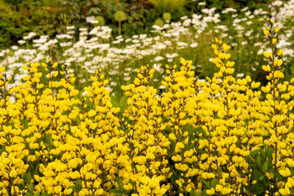 Yellow Wild Indigo Seeds