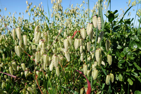 Quaking Grass Seeds