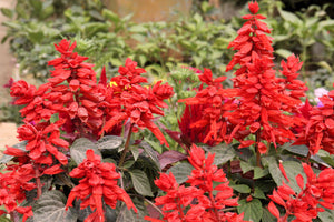 Scarlet Sage Seeds