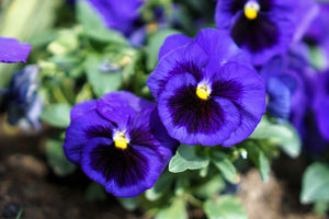 Deep Blue Pansy - Swiss Giant Ullswater Seeds
