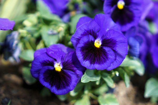 Deep Blue Pansy - Swiss Giant Ullswater Seeds
