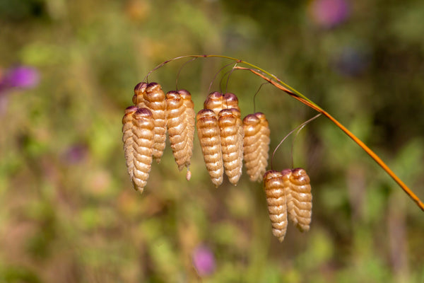 Quaking Grass Seeds