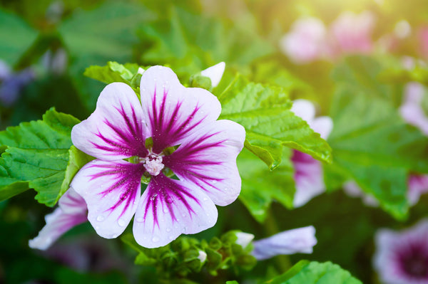 Zebra Mallow Seeds