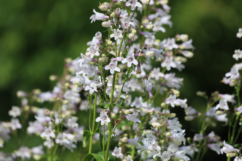 Foxglove Beardtongue Seeds