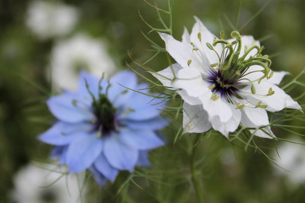 Love In A Mist Fennel Flower Seeds - Blue and White Mix