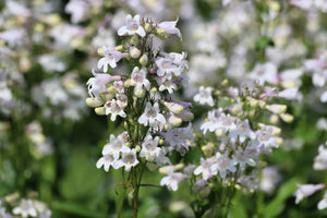 Foxglove Beardtongue Seeds