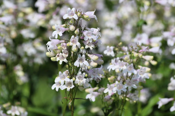 Foxglove Beardtongue Seeds