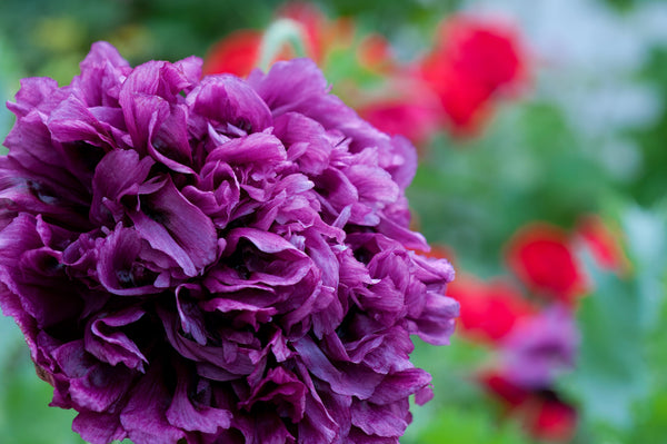 Purple Peony Poppy