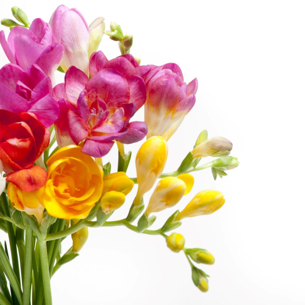 Tropical Sunset Collection Mixed Color Freesia Bulbs