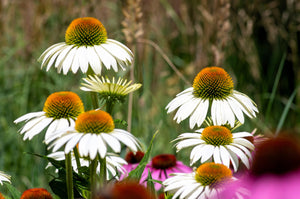 White Coneflower Seeds