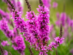 Winged Loosestrife Seeds