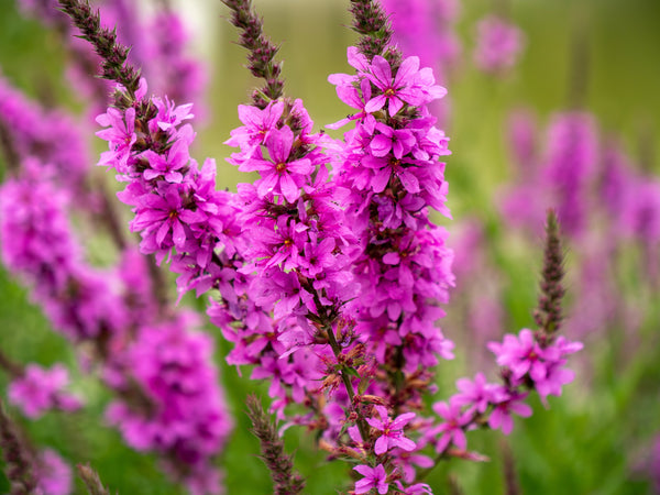 Winged Loosestrife Seeds