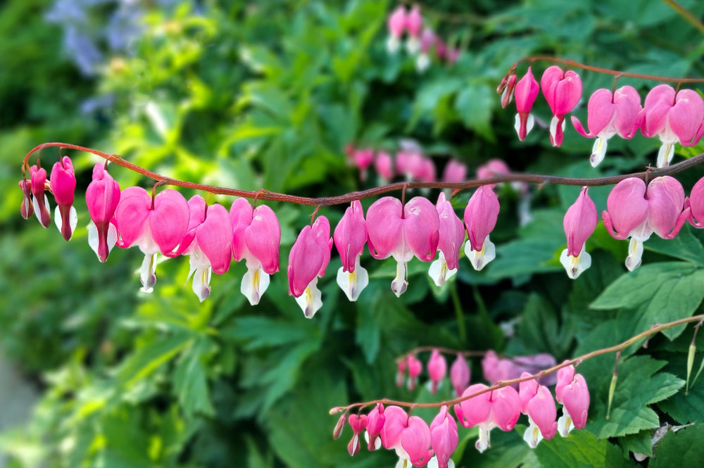 Old Fashioned Bleeding Heart Seeds