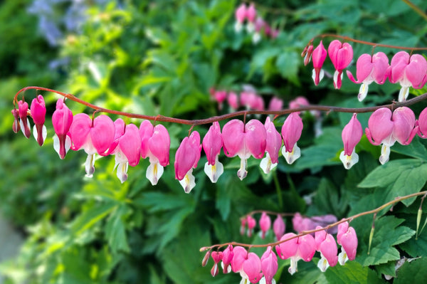Old Fashioned Bleeding Heart Seeds
