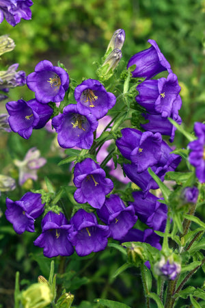 Blue Canterbury Bells Seeds