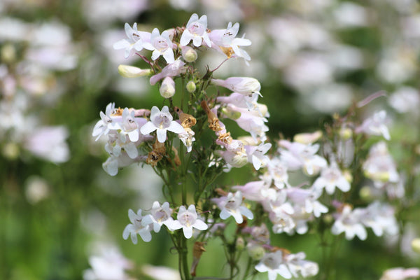 Foxglove Beardtongue Seeds