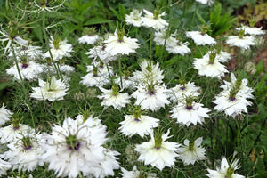 Red Pod Nigella Seeds