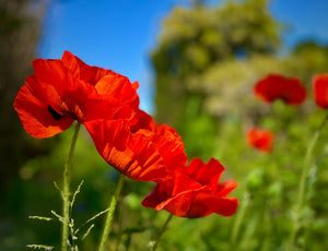 Oriental Poppy Beauty of Livermere Seeds