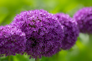 Giant Allium Seeds