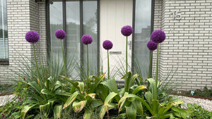 Giant Allium Seeds