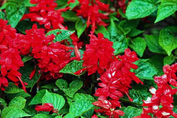 Scarlet Sage Seeds