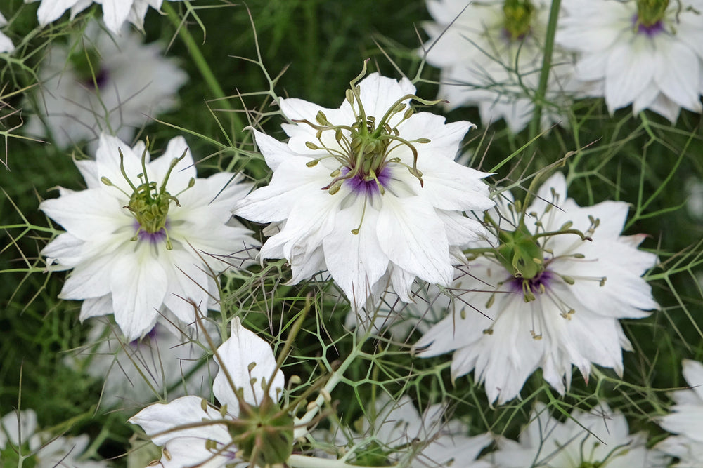 Red Pod Nigella Seeds