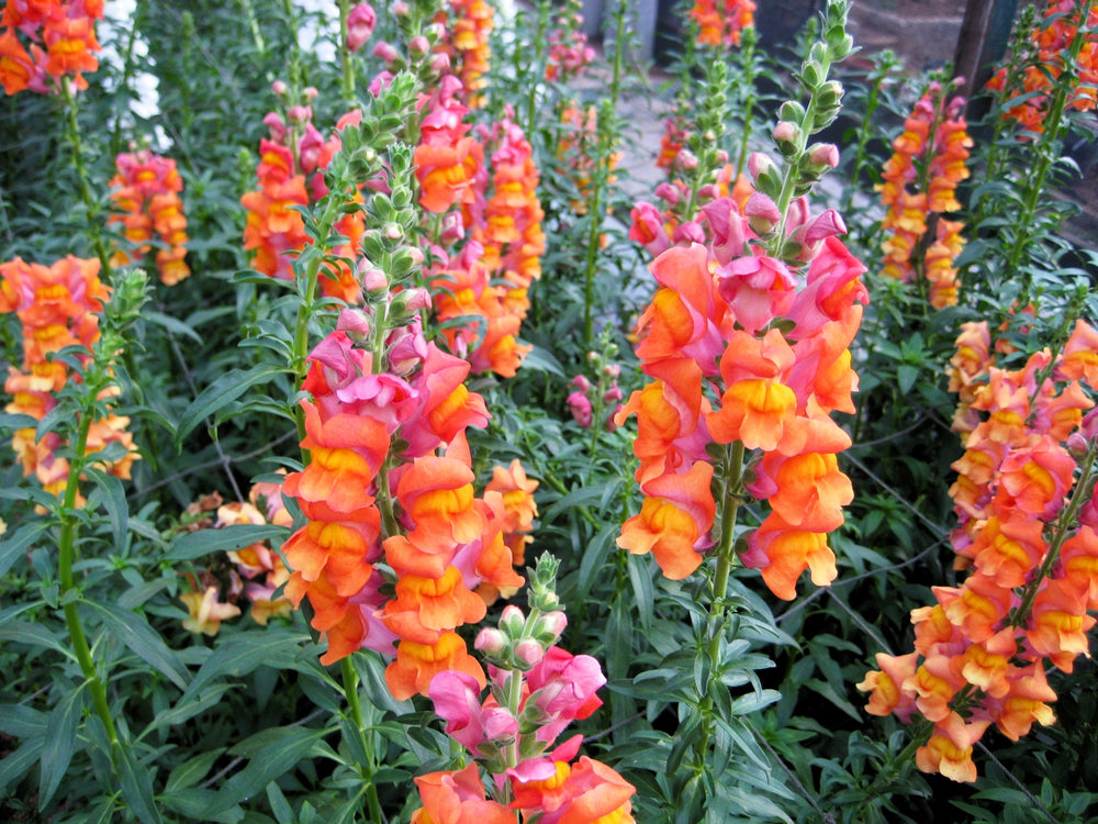 ’Orange Wonder’ Snapdragon Seeds