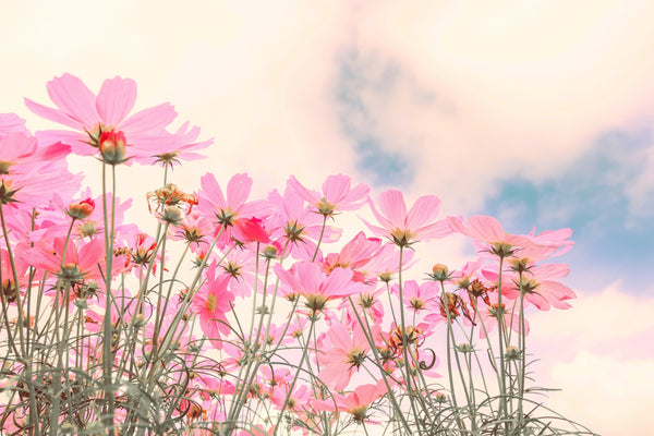 Dwarf Pink Cosmos Seeds