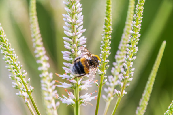 Culver's Root Seeds