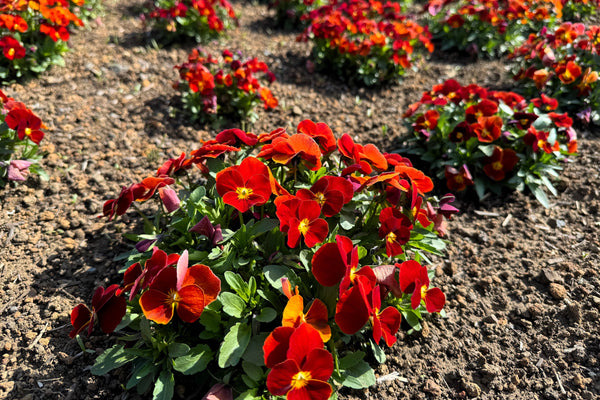 Red & Yellow Pansy Seeds
