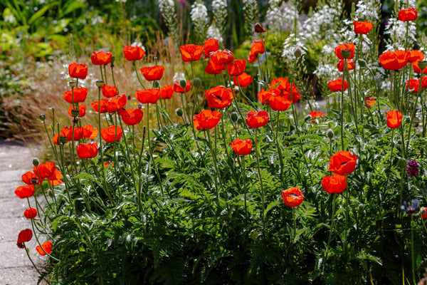 Oriental Poppy Beauty of Livermere Seeds