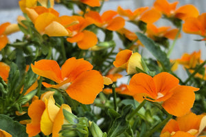 Orange Sun Pansy Seeds
