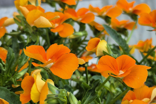 Orange Sun Pansy Seeds