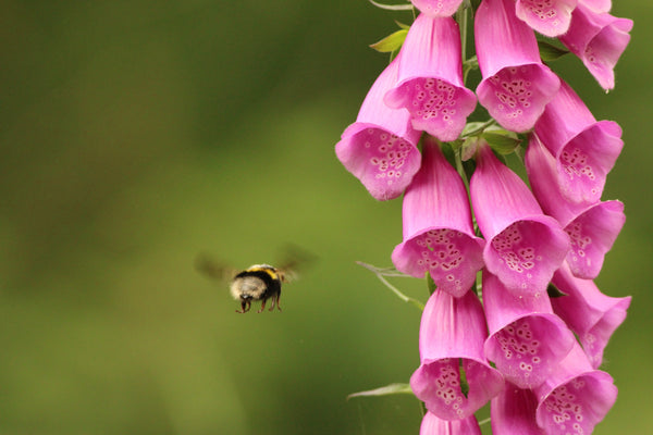Pink Foxglove Seeds