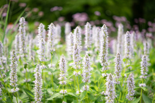 Yellow Giant Hyssop Seeds