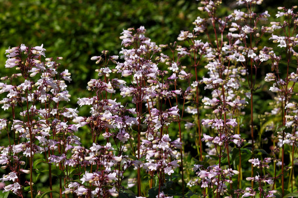 Husker Red Penstemon Seeds
