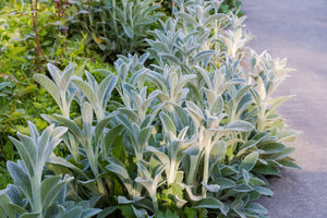 Lamb's Ear Seeds