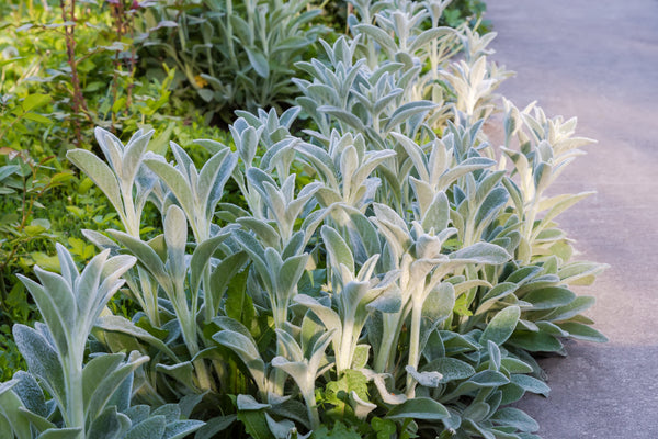 Lamb's Ear Seeds