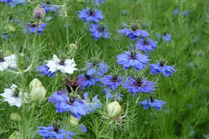 Love In A Mist Fennel Flower Seeds - Blue and White Mix