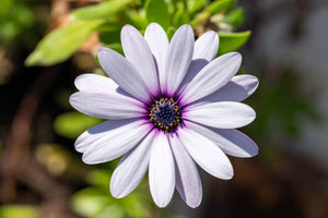 White African Cape Daisy Seeds