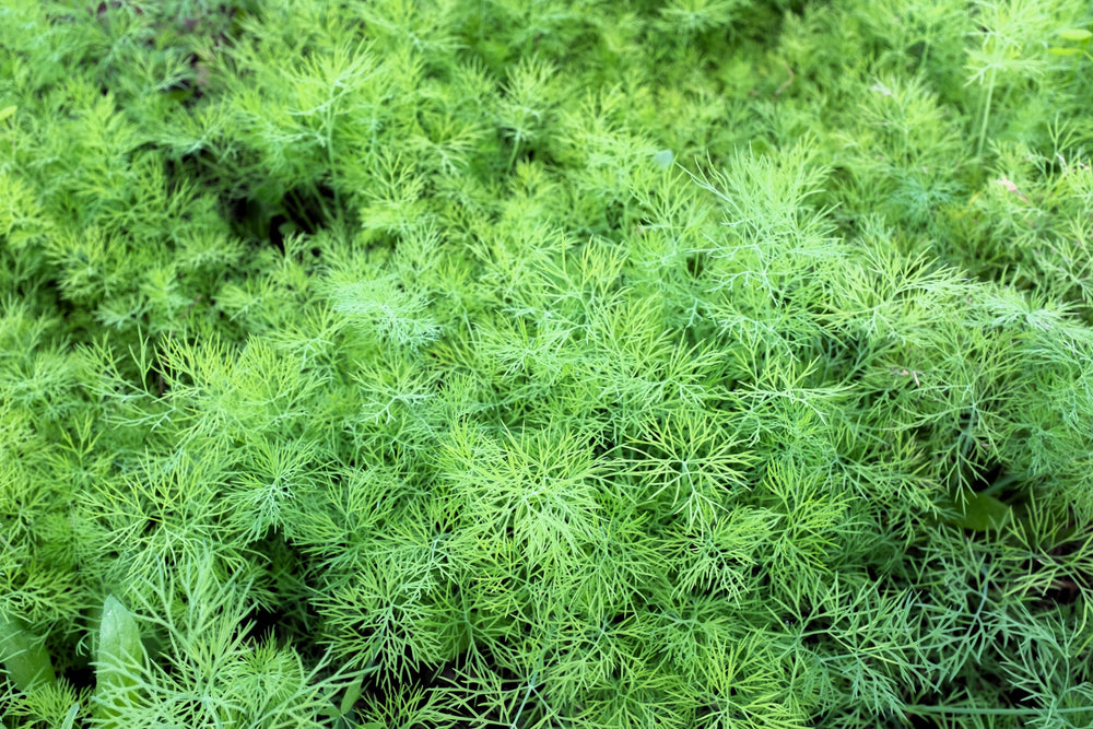 Bouquet Dill Seeds