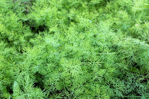 Bouquet Dill Seeds