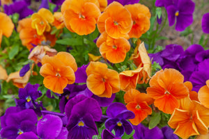 Orange Sun Pansy Seeds