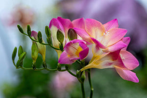 Royal Champion Mix Freesia Seeds