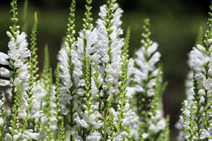 White Showy Obedient Plant Seeds