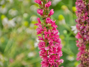 Winged Loosestrife Seeds