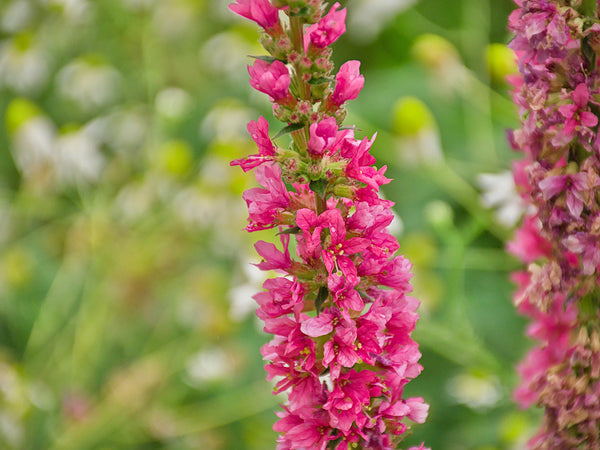 Winged Loosestrife Seeds