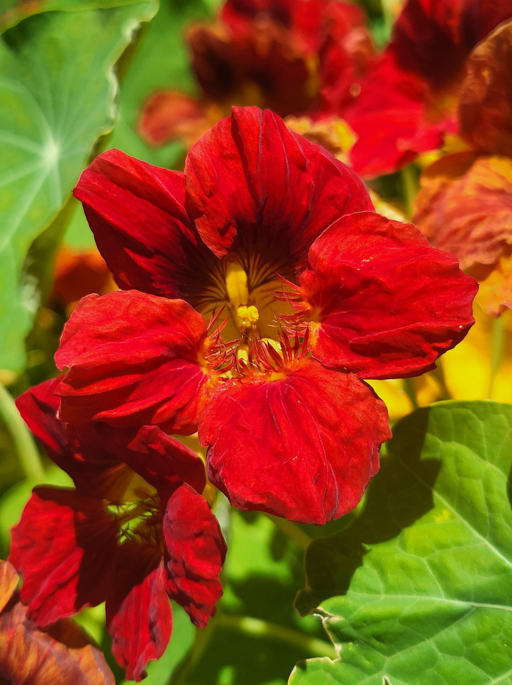 Red Empress Nasturtium Seeds