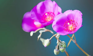 ‘Ruby Tuesday’ Rock Purslane Seeds