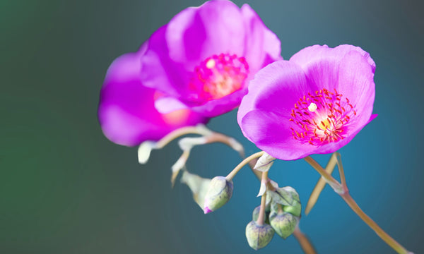 ‘Ruby Tuesday’ Rock Purslane Seeds